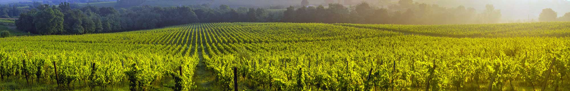 Driftwood Wine Cellars - Northeast, PA